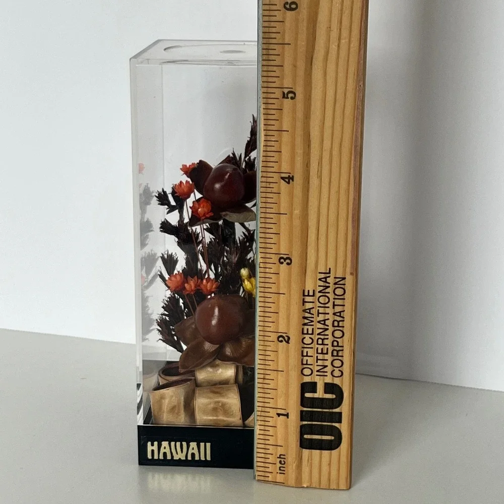 Vintage Hawaii Dried Baby Woodrose Volcano Uki Grass Acrylic Display Case 5.5